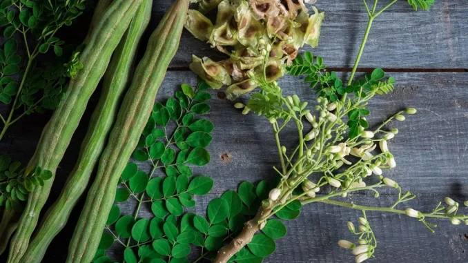 Moringa-products--1024x597
