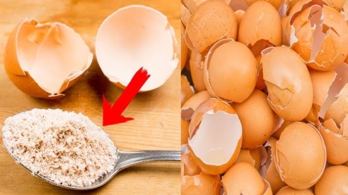 egg