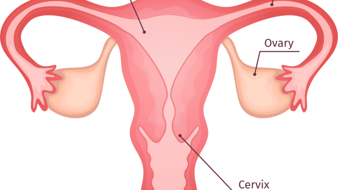 showing_anatomy