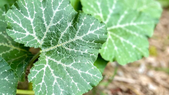 yes-you-can-eat-pumpkin-leaves-0922-2000-15f040f7d7a34e98a1f2666ff3f38e83