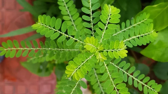 Phyllanthus_niruri_hero-1024x575