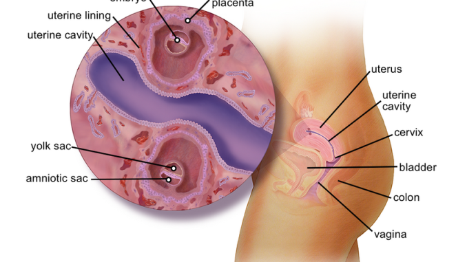 Screenshot 2025-10-11 at 09-06-05 bc-twins-fetal-development-week-4-logo-updated-2021_4x3.png (PNG Image 1026 × 770 pixels) — Scaled (82_)