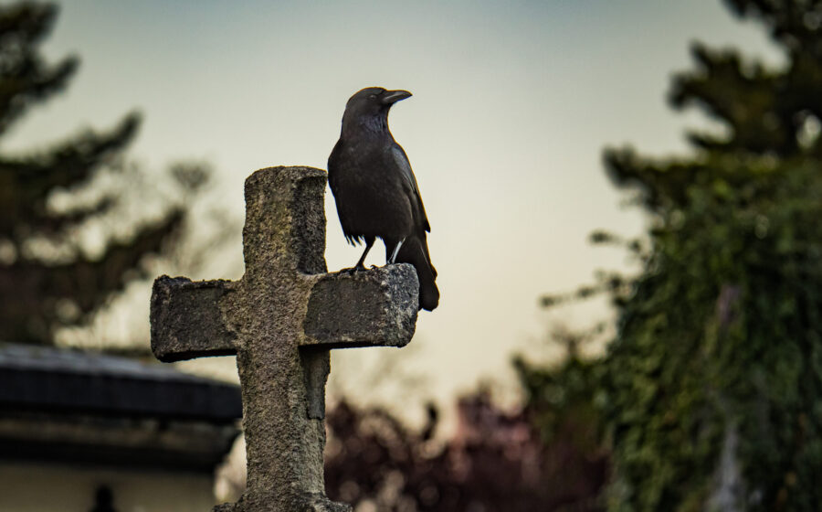 The Surprising Stories Behind 6 Animals Linked to Death Across Cultures