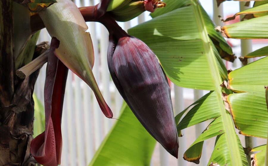 Incredible Health Benefits of Banana Flowers You Need to Know