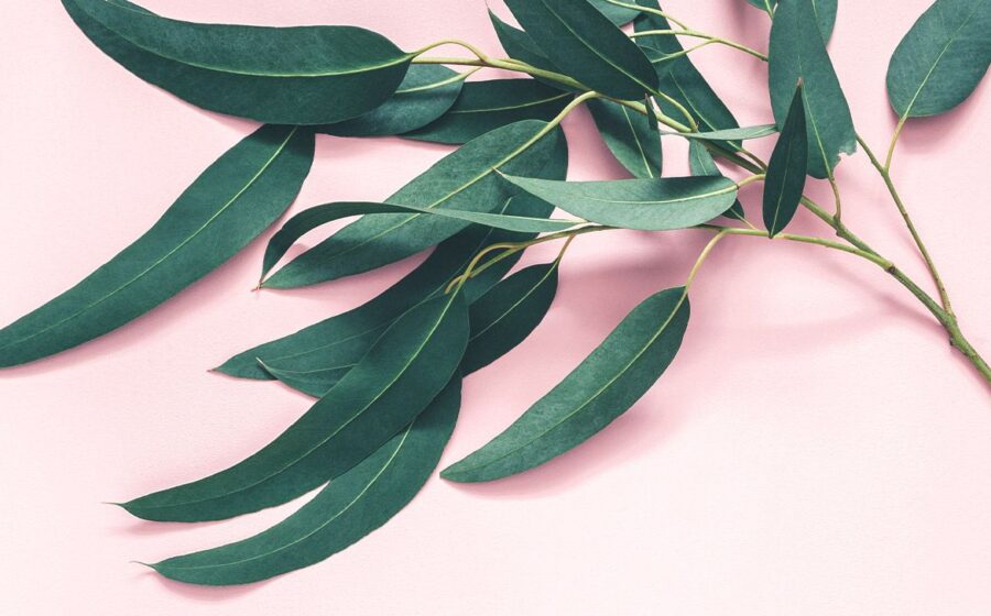 8 Amazing Health Benefits of Eucalyptus Leaves Backed by Tradition