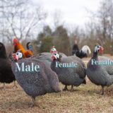 Amazing Benefits of Raising Guinea Fowls Instead of Chickens