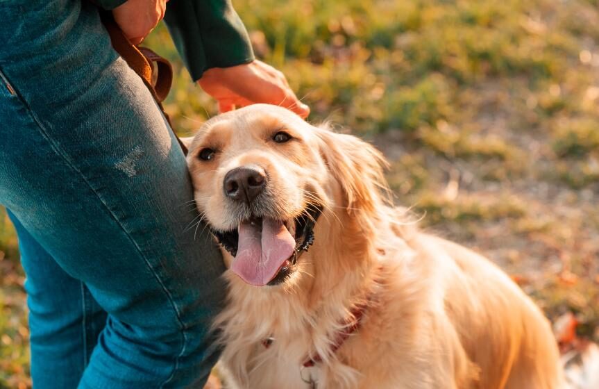 8 Surprising Things Your Dog Can Sense Before You Even Notice