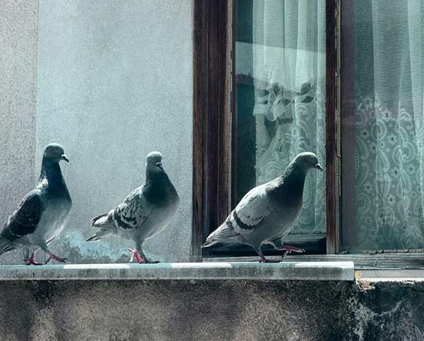 The Surprising Spiritual Meaning When a Bird Taps on Your Window
