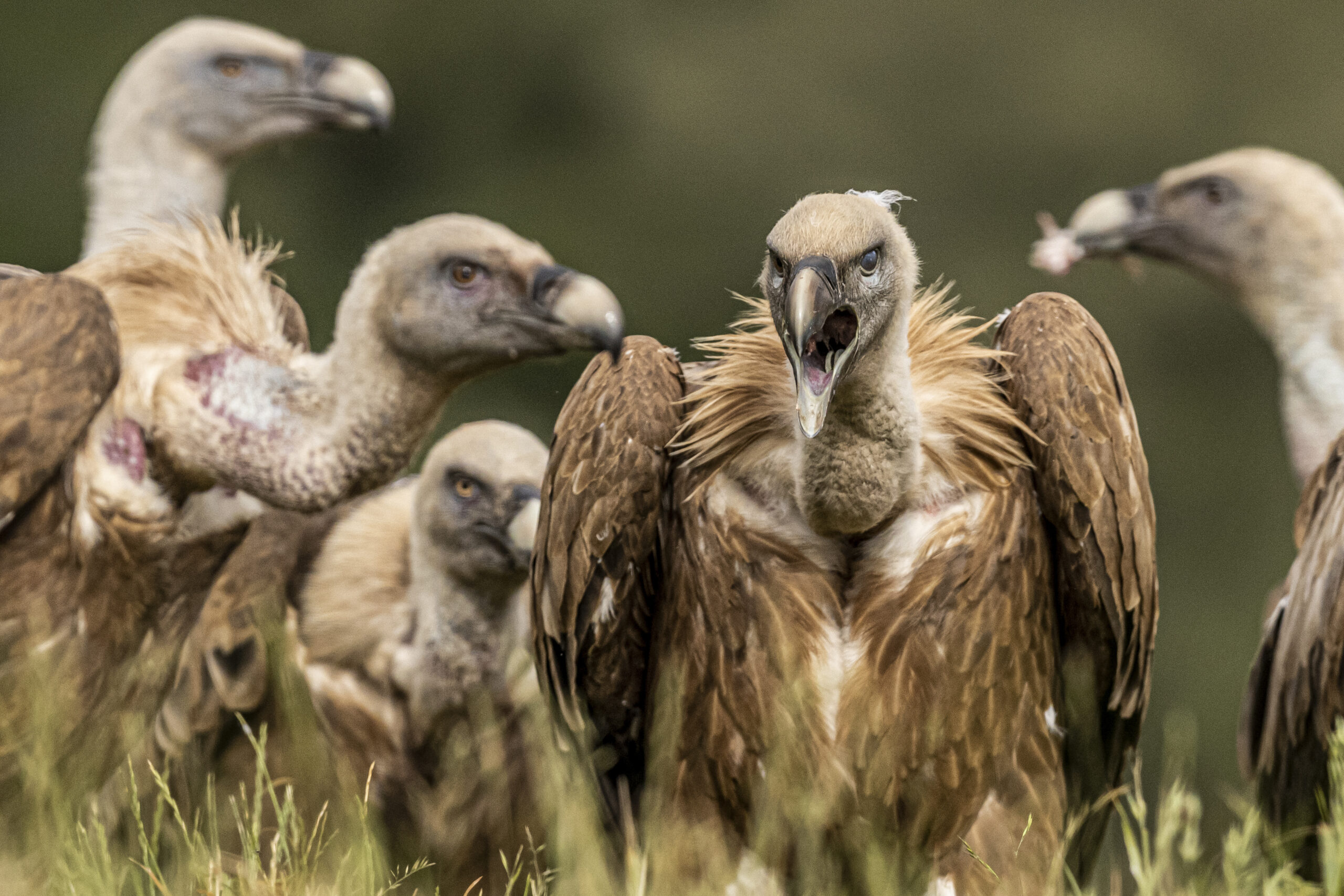 6 Animals That Symbolize Death Across Different Cultures (And Why They Terrify People)
