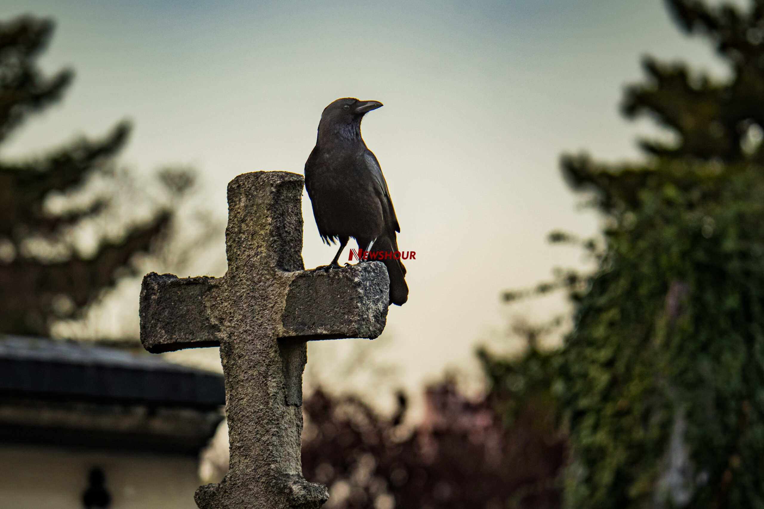 6 Creatures People Have Long Associated With Death And Bad Omens