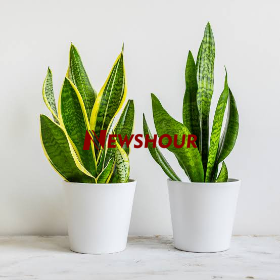 The Top Reasons Every Household Should Own a Snake Plant