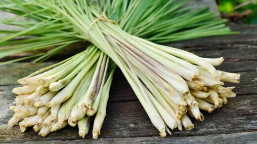 Surprising Health Benefits of Lemongrass You Didn’t Know