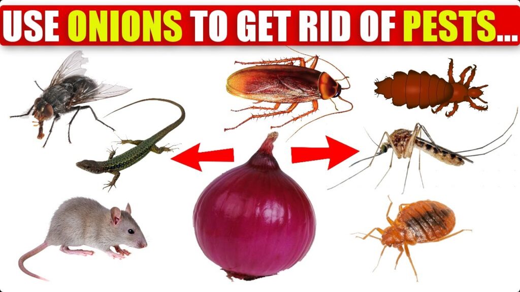 Don’t Buy Rat Poison: Use Onions to Get Rid of Rats Easily