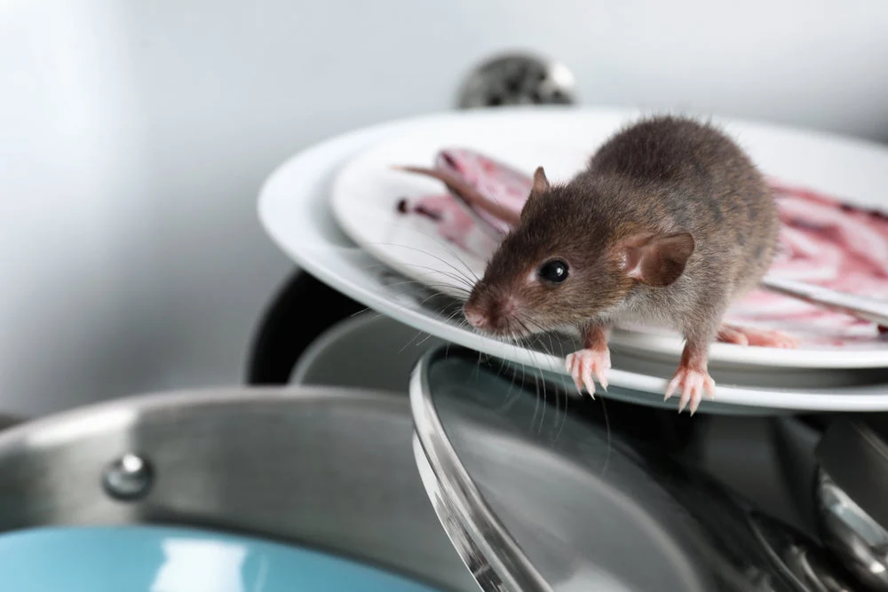 Stop Buying Rat Poison! Can Onions Really Help Get Rid of Rats?
